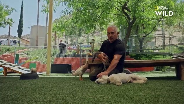Ce bichon maltais très caractériel inquiète ses maîtres CESAR MILLAN TEL MAITRE, TEL CHIEN