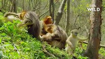 Ce bébé singe est la star de sa famille   DESTINATION WILD  LES MERVEILLES DE LA CHINE