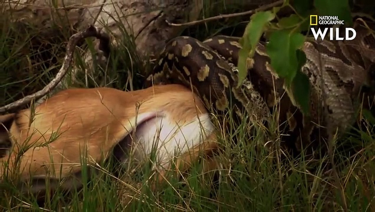 Ce python engloutit un impala