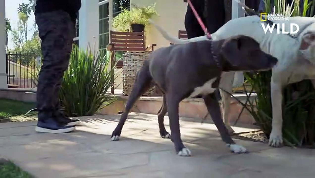 Ces deux chiens puissants sont une bombe à retardement   CESAR MILLAN  TEL MAÎTRE, TEL CHIEN