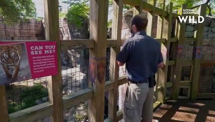 Ce tapir de Malaisie n'arrive plus à marcher correctement   AU CŒUR DU ZOO  TAMPA