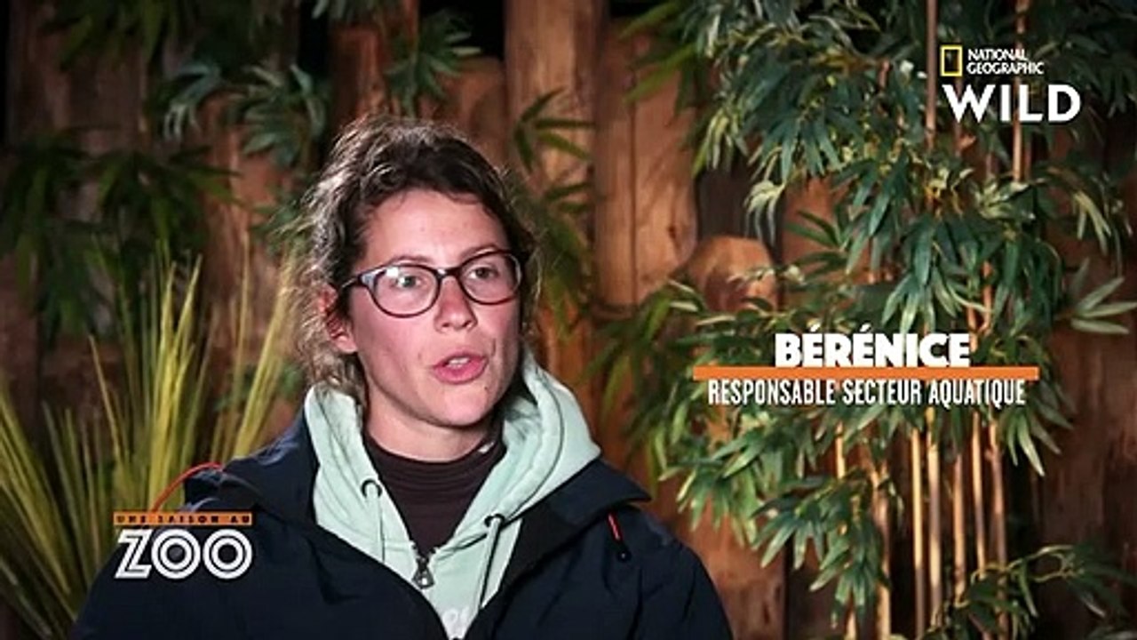 Check-up matinal des otaries au Zoo de La Flèche   UNE SAISON AU ZOO