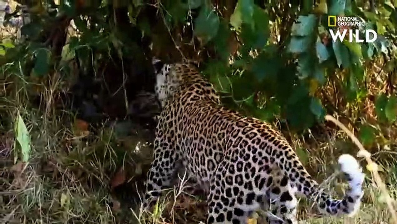 Combat improbable entre un léopard et un python