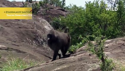 De quoi le babouin se nourrit-il vraiment
