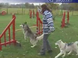 Oumiak's velvet bear at agility, october 2007