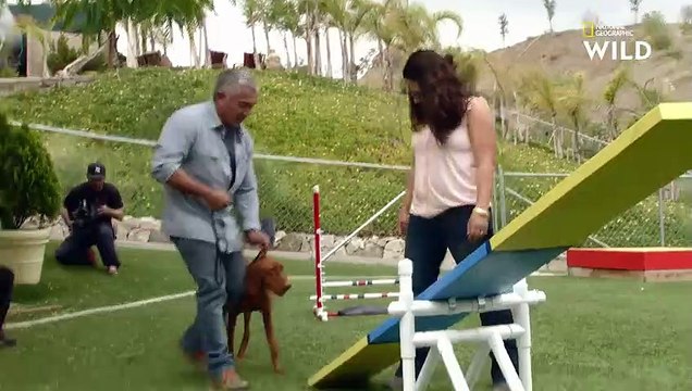 Dressage d'un Braque Hongrois à poil court CESAR MILLAN