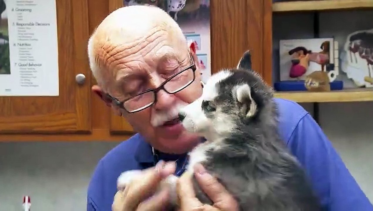 Farandole d'animaux au centre vétérinaire   L'INCROYABLE DR POL  UN ÉPISODE RÉPOLUTIONNAIRE