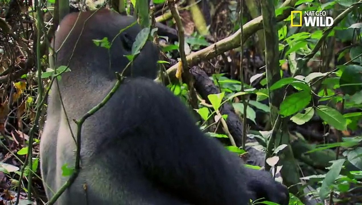 Festin, sieste et jeux chez les gorilles