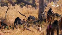 La défense des babouins face aux chiens sauvages