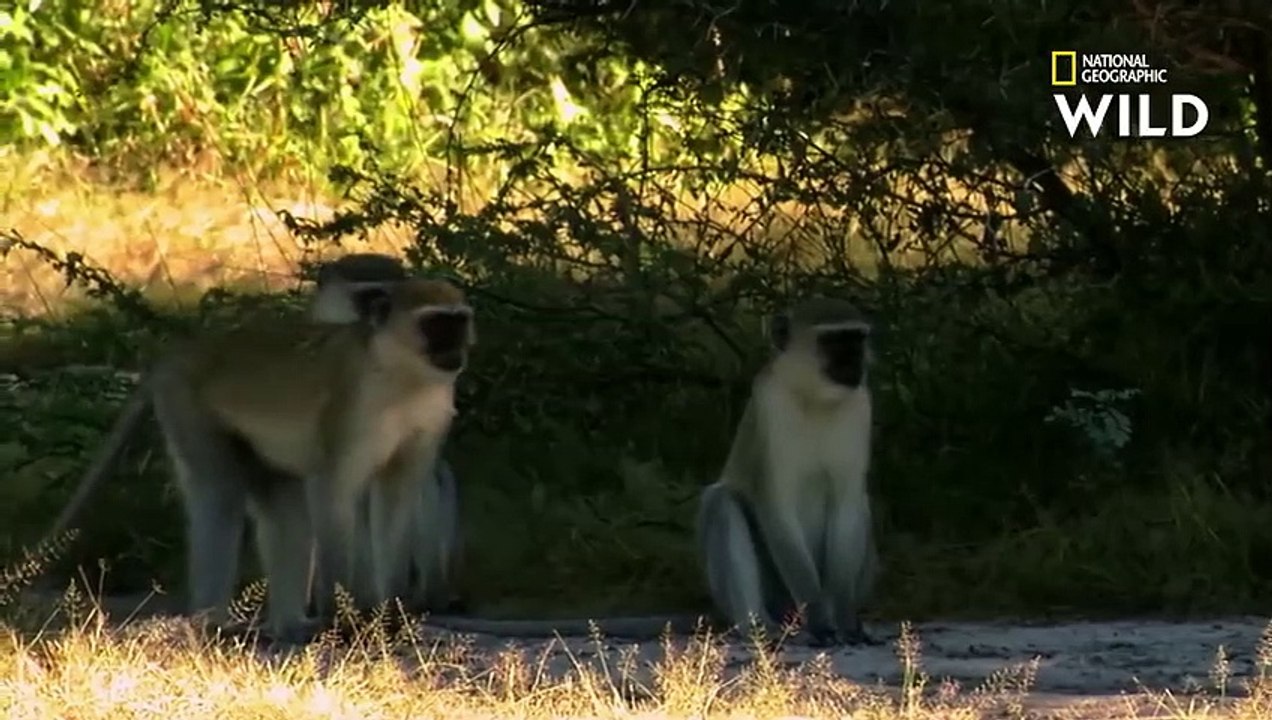 La technique ingénieuse de ce léopard pour attraper des singes