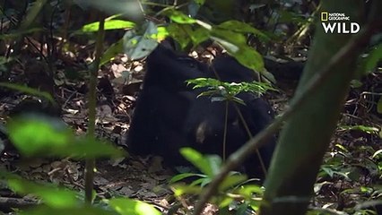 Le bonobo, cousin tropical du chimpanzé