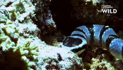 Le cobra de mer, l'un des reptiles les plus redoutables au monde