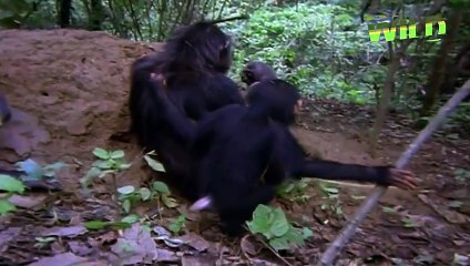 Le maniement des outils chez les chimpanzés