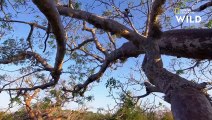 Le microcèbe, lémurien de 70 grammes qui se nourrit du nectar des baobabs