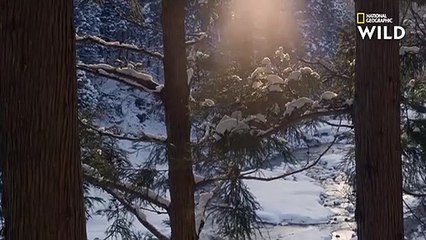 Le singe des neiges, résident ancestral des montagnes japonaises