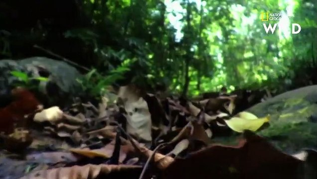 Le venin mortel du cobra royal