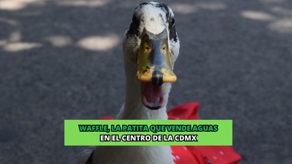 Conoce a Waffle la patita que se hizo viral por vender aguas en las calles de la CDMX