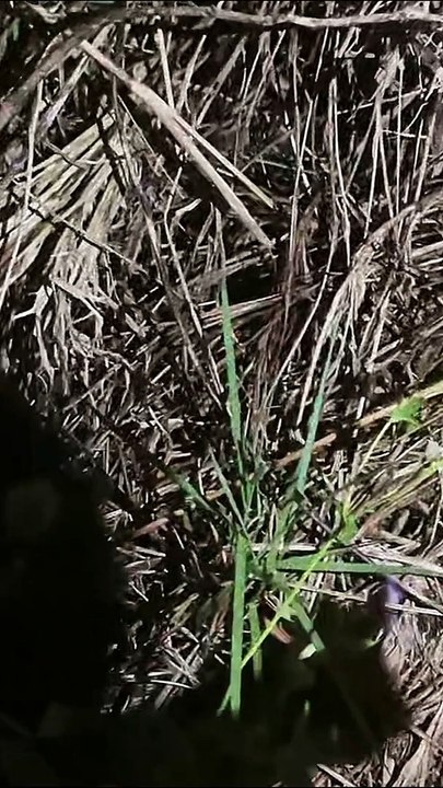 Paranormal activity ghost on camera part 229