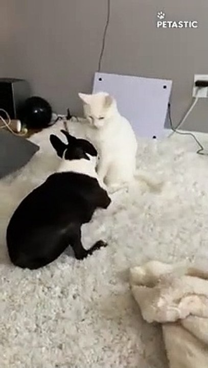 Cat Outwrestles Dog In Cute Showoff   PETASTIC