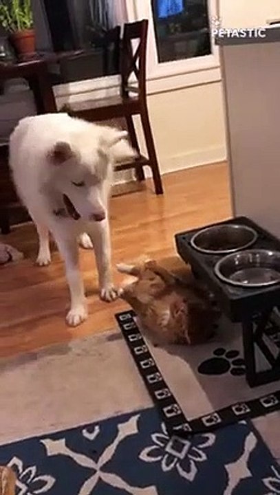 Playful Husky won't let his cat friend rest   PETASTIC
