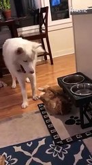 Playful Husky won't let his cat friend rest   PETASTIC