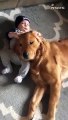 baby boy gently pets and plays with Golden Retriever   PETASTIC