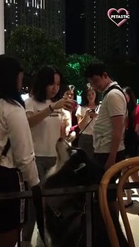 Ice cream can do marvelous things PETASTIC