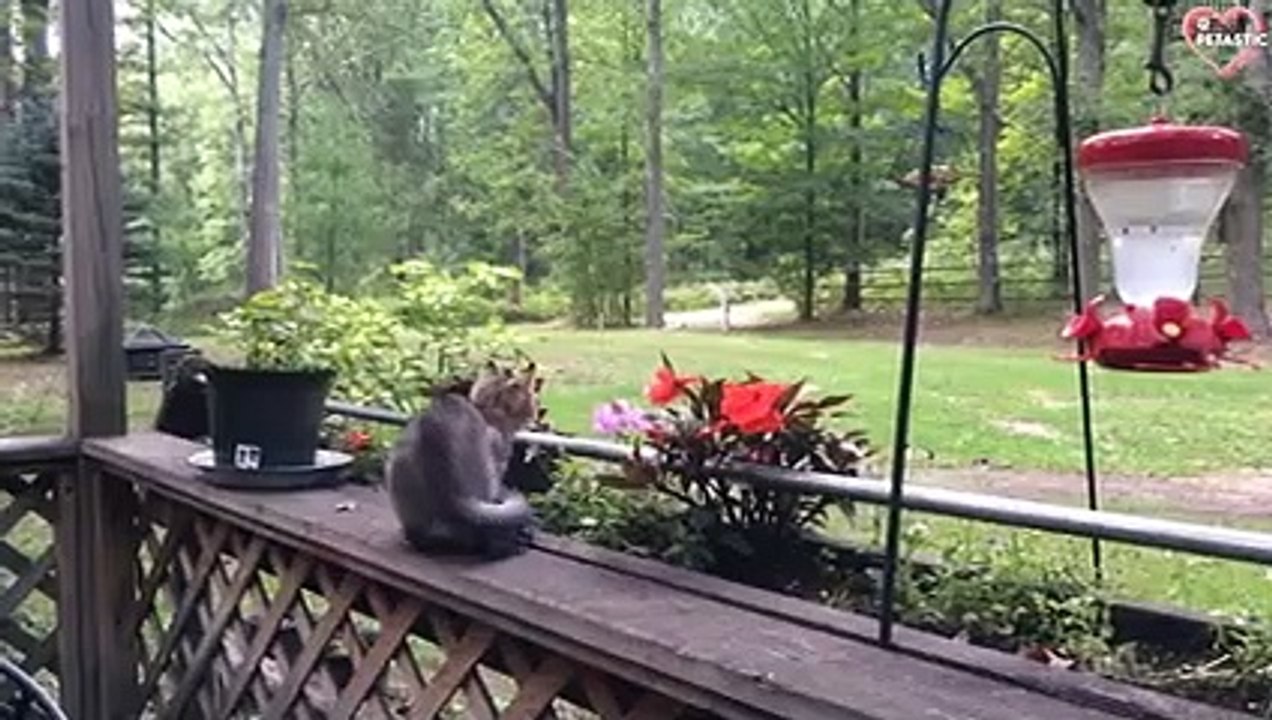 Best Funny Animal Fails of The Week - Try Not To Laugh   PETASTIC