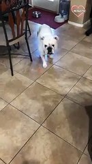 Funny Dog Chasing Laser Light is the cutest thing u will see   PETASTIC