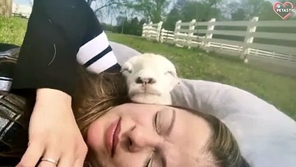 Cute and Funny Animals Videos Compilation - Funniest Pets 2021   PETASTIC