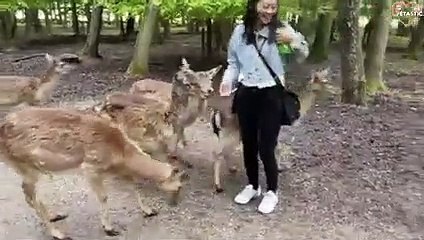 Funniest Animals and Pets Videos   Try Not To Laugh   PETASTIC