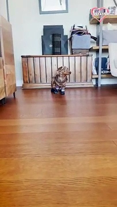 Cute Dog isn't a Fan of his New Snow Boots   PETASTIC