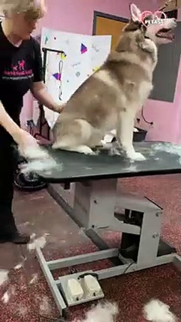 ⁣Cute & Calm Husky Undergoes Mini Grooming    PETASTIC