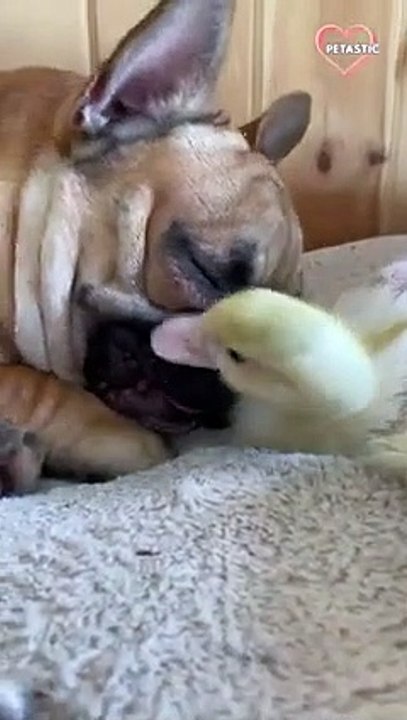 Cute Ducklings Become Dentists   PETASTIC