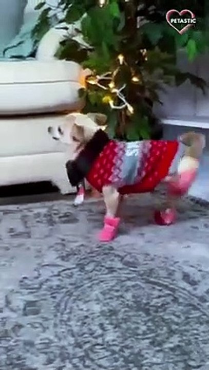 Stylish Chihuahua wears shoes for first time    PETASTIC