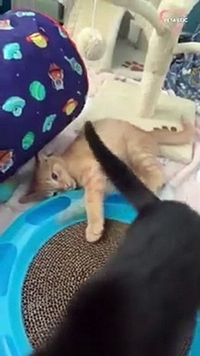 Dramatic cat with her paw stuck in a toy   PETASTIC