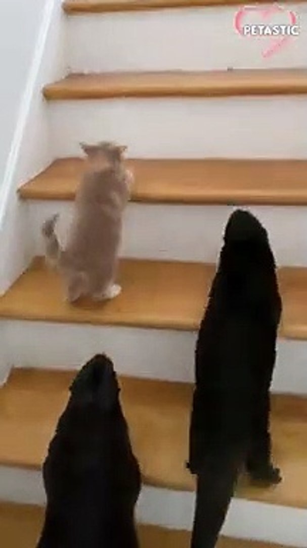 ⁣Otters teaching kitten how to climb the stairs   PETASTIC
