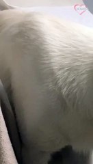 Cute dog struggles to find a cozy position for rest   PETASTIC