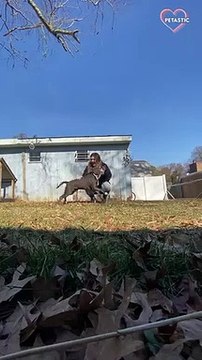 Sly dog tackles owner and makes it look like an accident PETASTIC