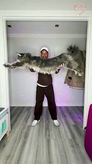 guy shows off his HUMONGOUS Maine Coon cat   PETASTIC