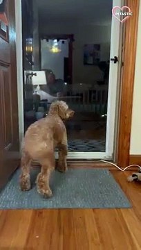 Dog wags his tail at door to greet his dad PETASTIC