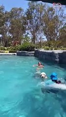 dog hops in swimming pool and plays    PETASTIC