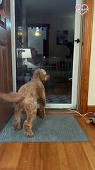 Dog wags his tail at door to greet his dad    PETASTIC