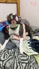 Pit Bull wants human bro to skip school   PETASTIC