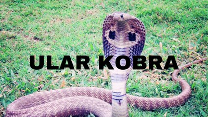 ULAR KOBRA