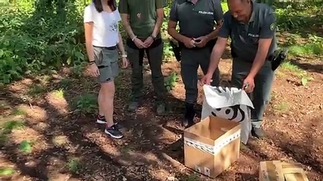 Milano e gli animali selvatici che non ti aspetteresti