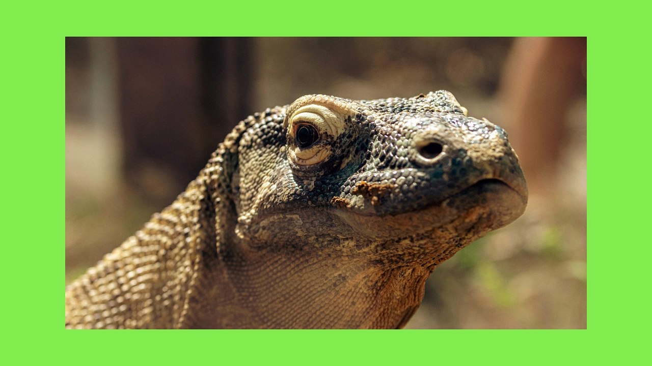 KOMODO