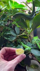 A Hungry Skink Falls Into Its Food