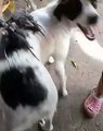 Baby Opossums Ride on Dog's Back