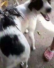 Baby Opossums Ride on Dog's Back
